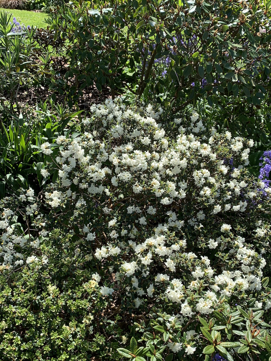 R. sargentianum 'Whitebait' AM